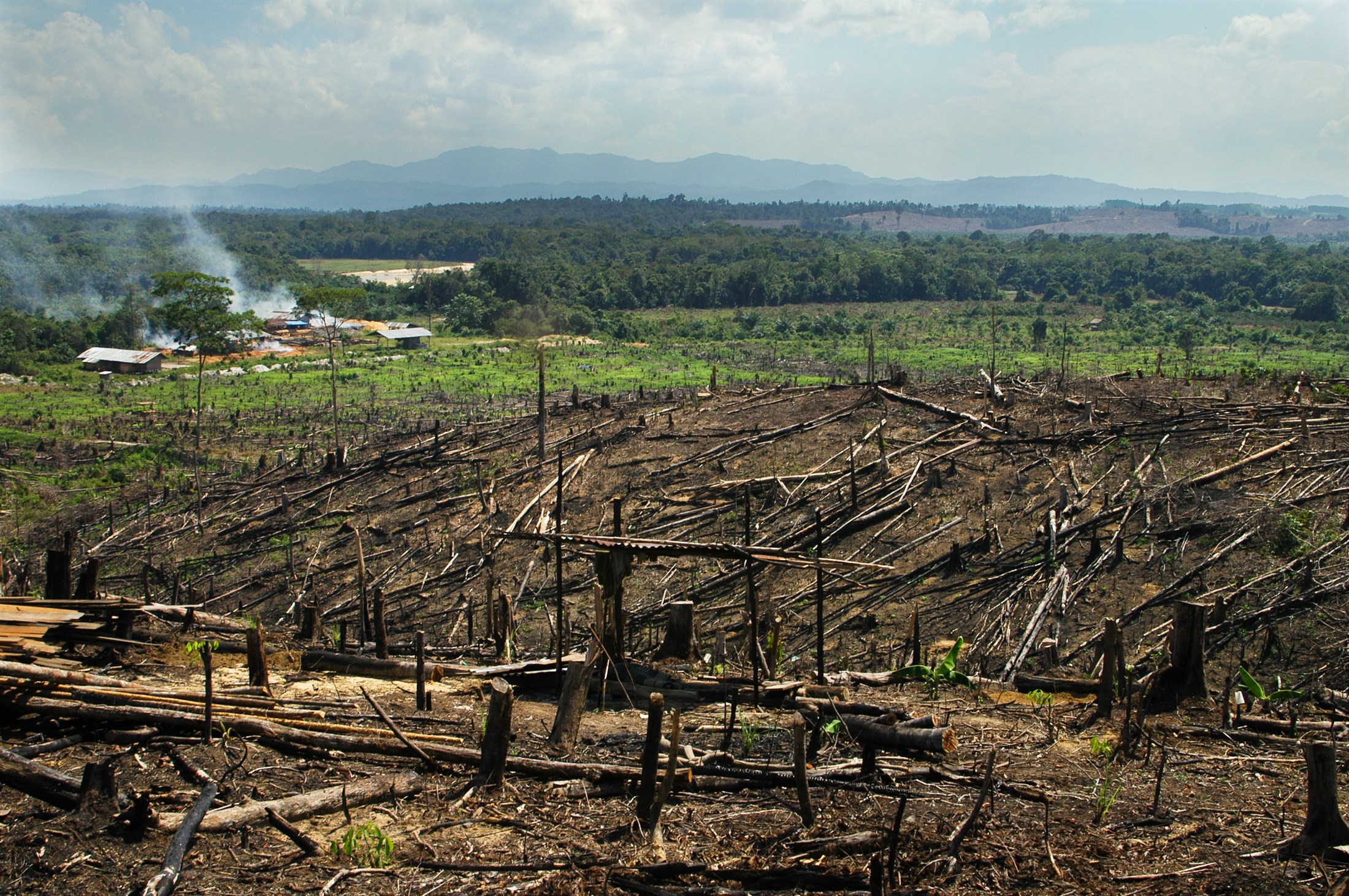 Проблемы уничтожения лесов
