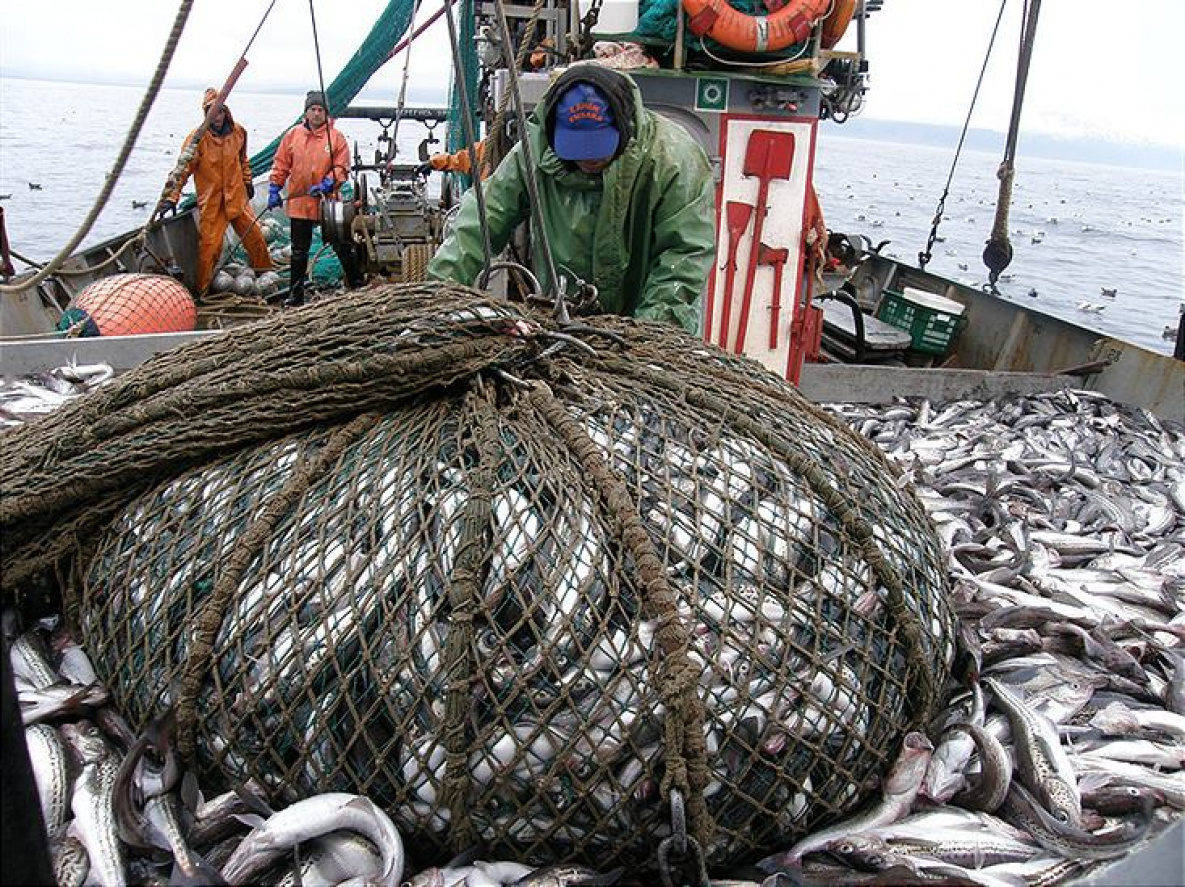 Морской промысел рыб. Охотское море рыбный промысел. Траловый промысел Баренцево море. Промысел минтая в Охотском море. Рыбная промышленность Сахалина.