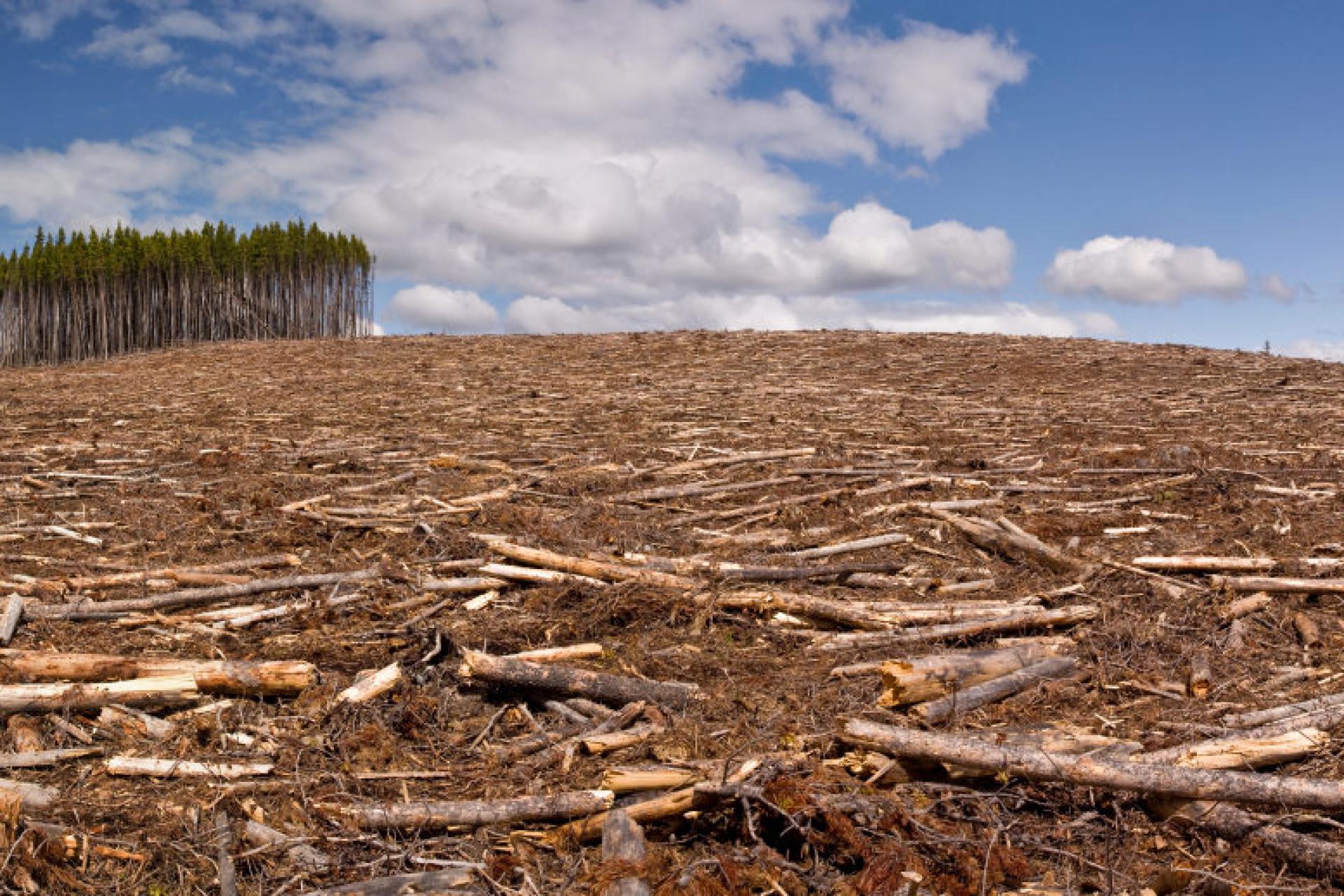 вырубка и гибель леса