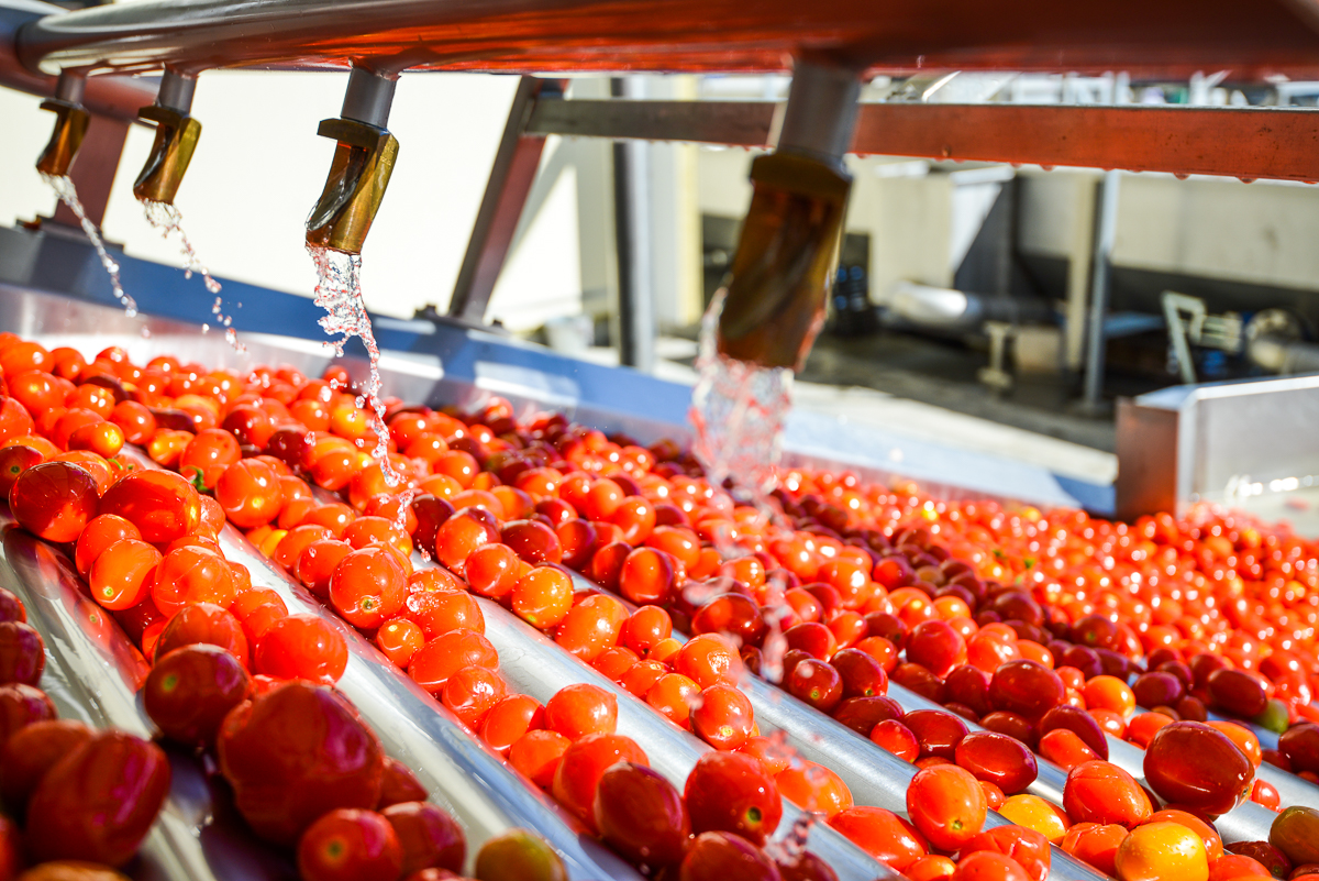 Переработка помидоров на заводе