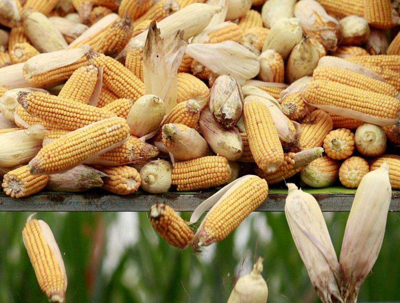початки кукурузы